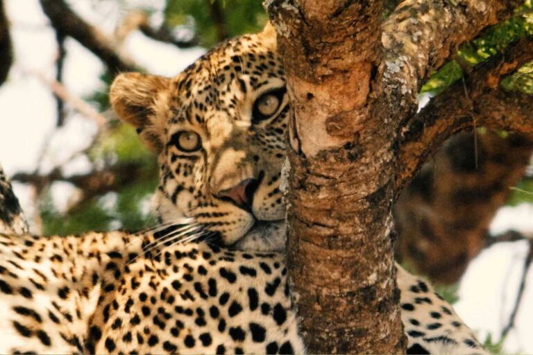 4 Days Tanzania Wildlife Safari