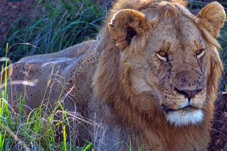 5 Days Tanzania Wildlife Safari