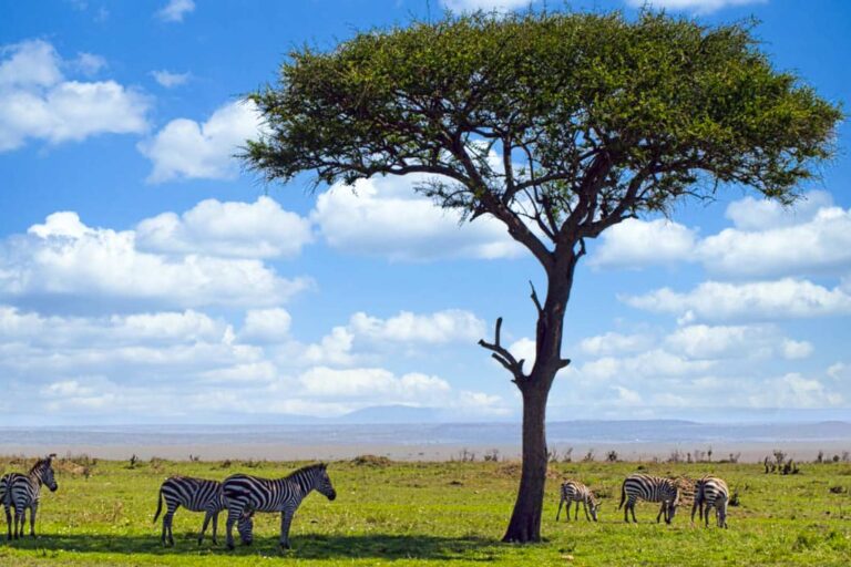 5 Days Tanzania Wildlife Safari