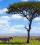 5 Days Tanzania Wildlife Safari