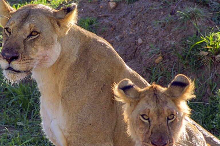 6 Days Tanzania Wildlife Safari