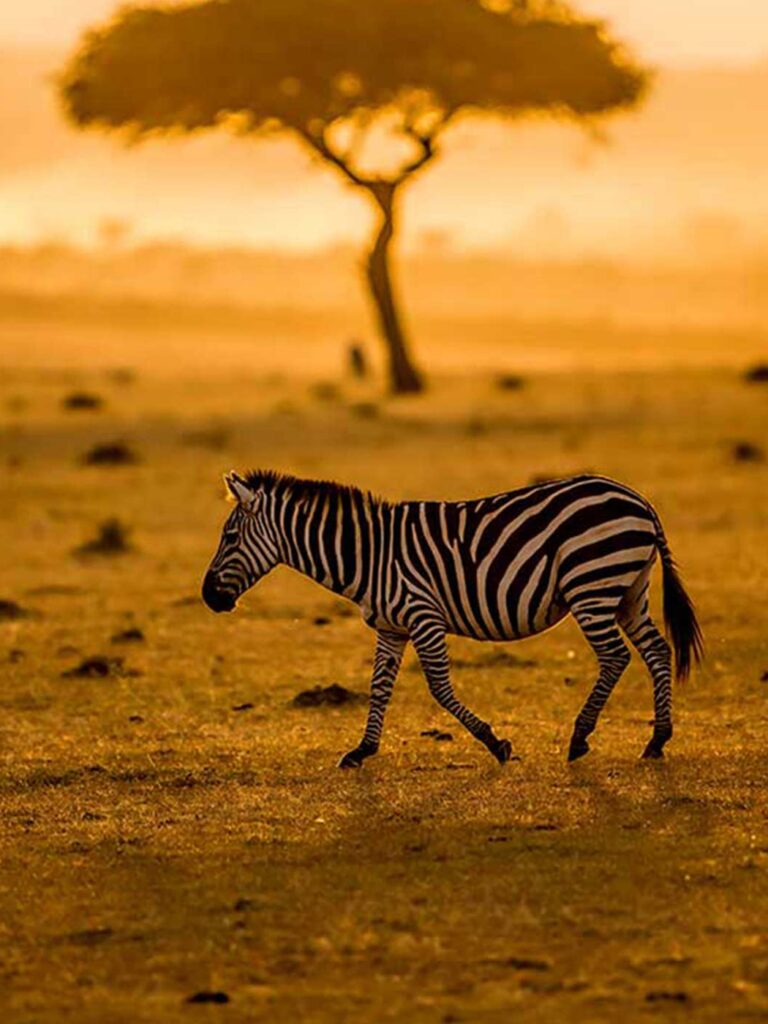 7 Tips for Going on Safari in East Africa
