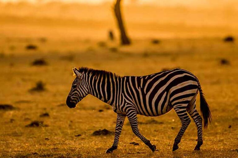 7-Tips-for-Going-on-Safari-in-East-Africa 7 Tips for Going on Safari in East Africa