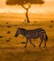 7 Tips for Going on Safari in East Africa