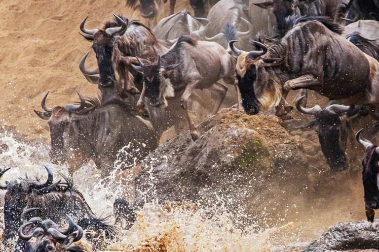 Great-Wildebeest-Migration Great Wildebeest Migration