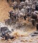 Great Wildebeest Migration